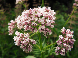 Valerian Seeds