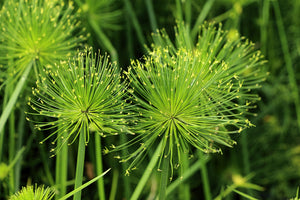 Papyrus Seeds
