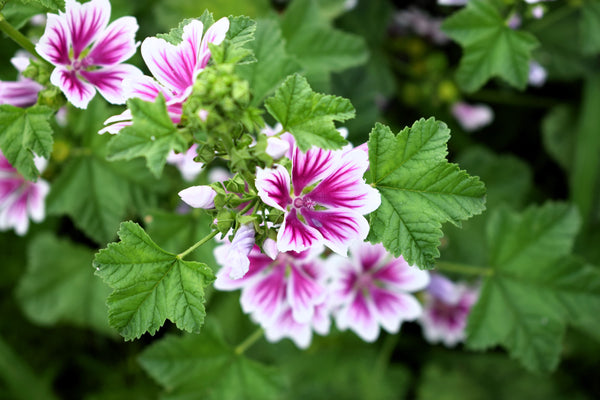Zebra Mallow Seeds