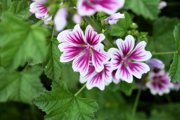 Zebra Mallow Seeds