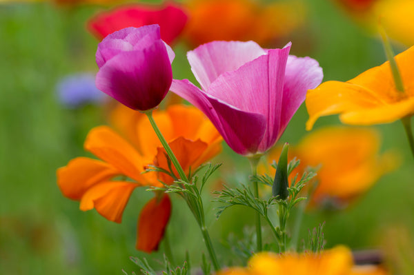 Purple Gleam California Poppy Seeds
