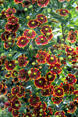 Helenium 'Autumn Leaves' Seeds