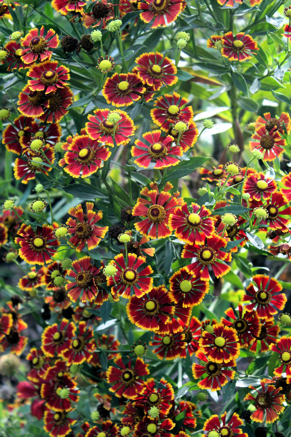 Helenium 'Autumn Leaves' Seeds