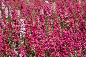 Sublime Pink Larkspur Seeds