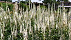 Culver's Root Seeds