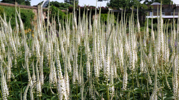 Culver's Root Seeds