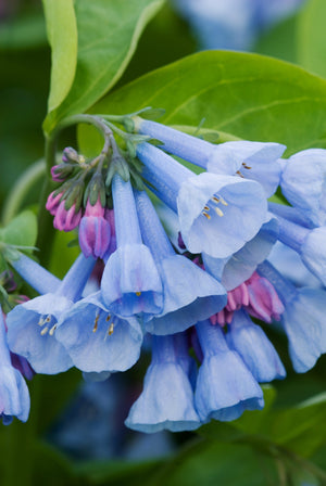 Virginia Bluebells Seeds