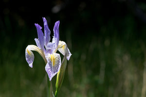 Missouri Iris Seeds