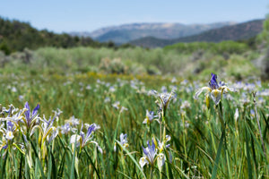 Missouri Iris Seeds