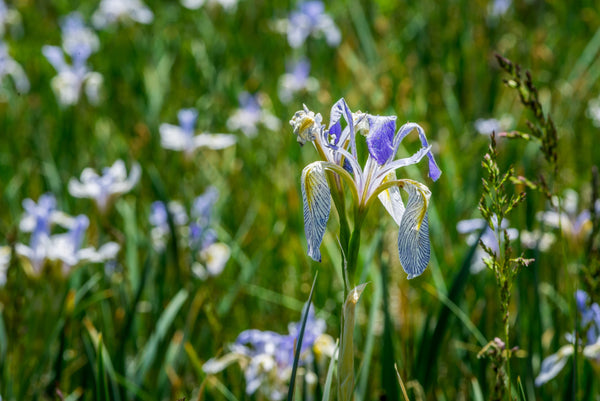 Missouri Iris Seeds