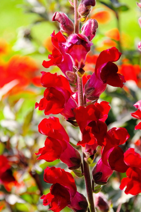 ’Ruby’ Snapdragon Seeds