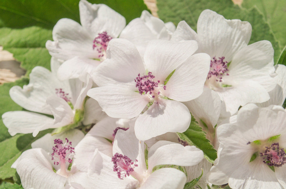 Marsh Mallow Althaea Seeds