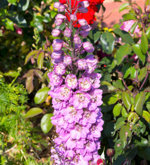 Rocket Larkspur Seeds - Giant Imperial Mix