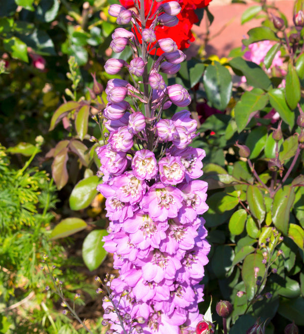 Rocket Larkspur Seeds - Giant Imperial Mix