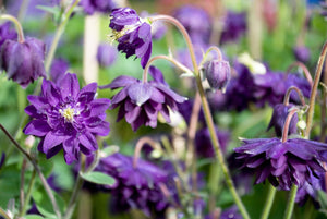 Tall Double Columbine Seeds (Mixed Colors)