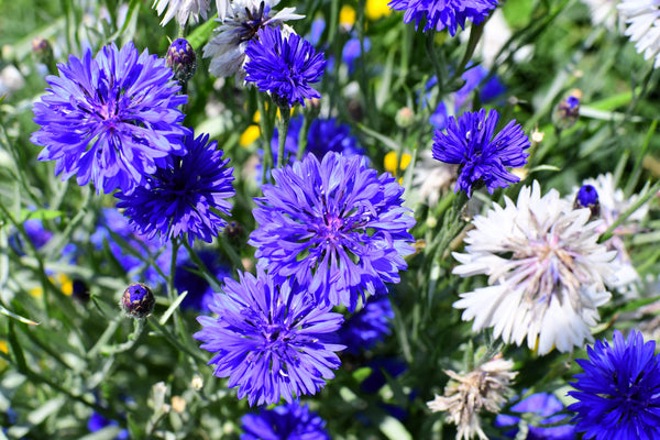 Tall Blue Bachelor’s Button Seeds