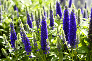 Blue Bouquet Veronica Seeds