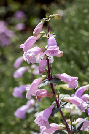 Large Flowered Beardtongue Seeds