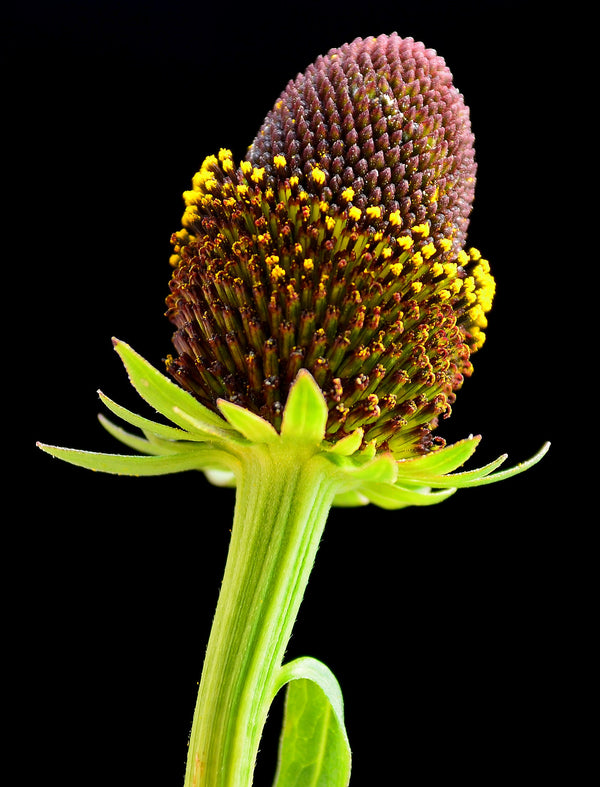 Western Coneflower Seeds