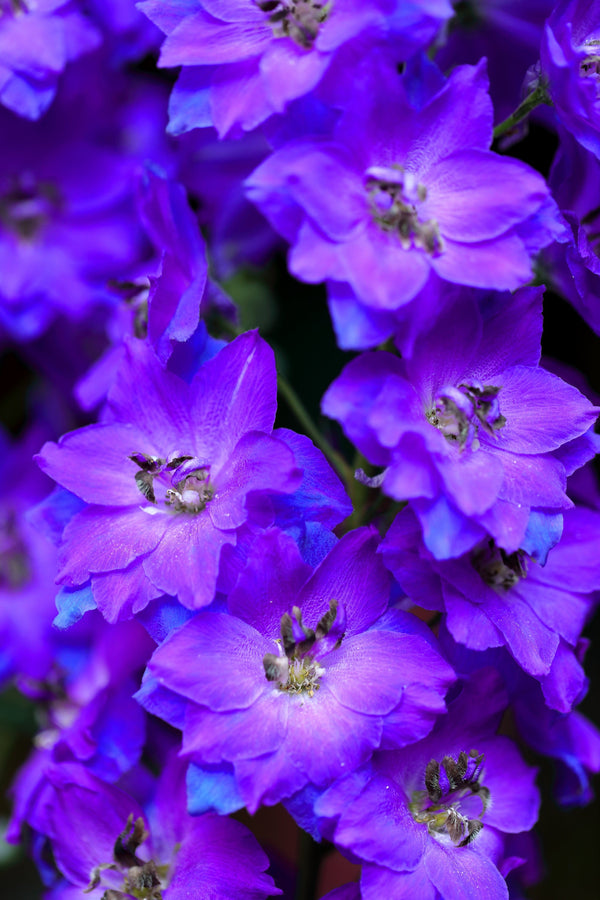 Blue Spire Larkspur Seeds