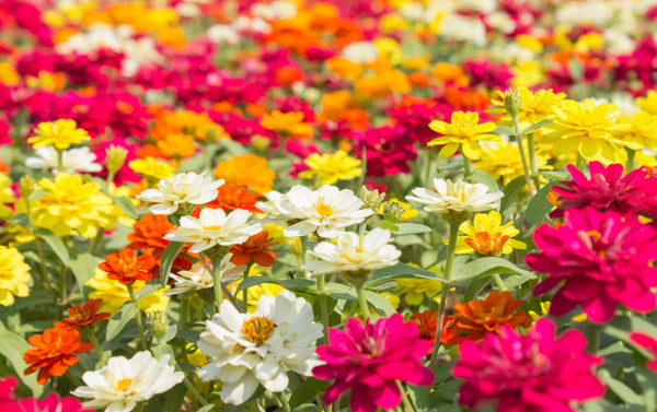 Dwarf Thumbelina Zinnia Seeds