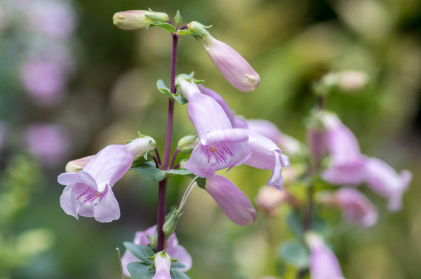 Large Flowered Beardtongue Seeds
