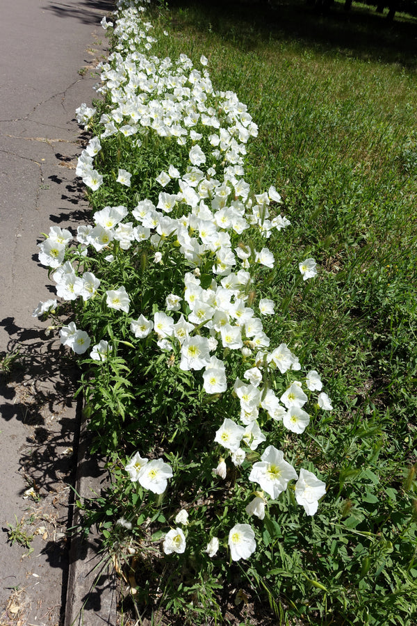 White Pale Evening Primrose Sees