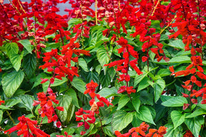 Scarlet Sage Seeds