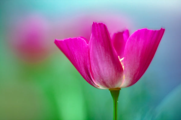 Purple Gleam California Poppy Seeds