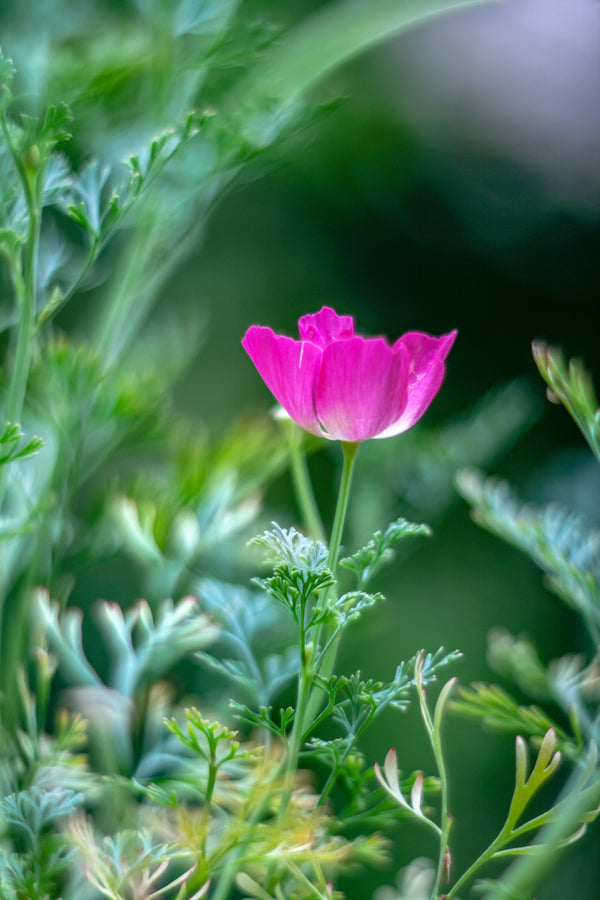 Purple Gleam California Poppy Seeds
