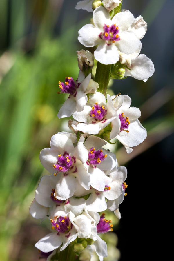 Verbascum Mix Seeds