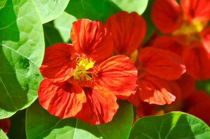 Red Empress Nasturtium Seeds
