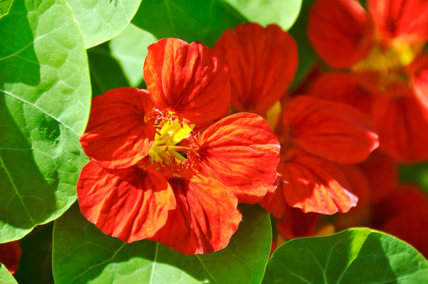 Red Empress Nasturtium Seeds