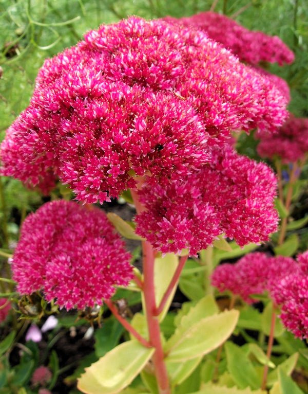 Emperor's Wave Sedum Seeds