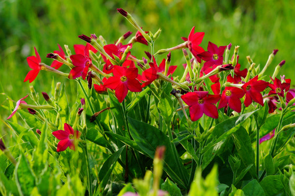 Nicotiana Crimson King Seeds