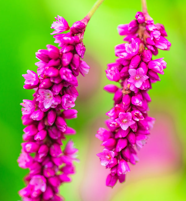 Kiss Me Over The Garden Gate Amaranthus Seeds