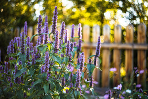 Blue Giant Anise Hyssop Seeds