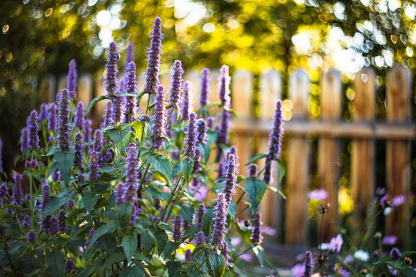 Blue Giant Anise Hyssop Seeds