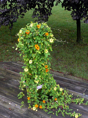 Black-Eyed Susan Vine Seeds - Mixed Thunbergia