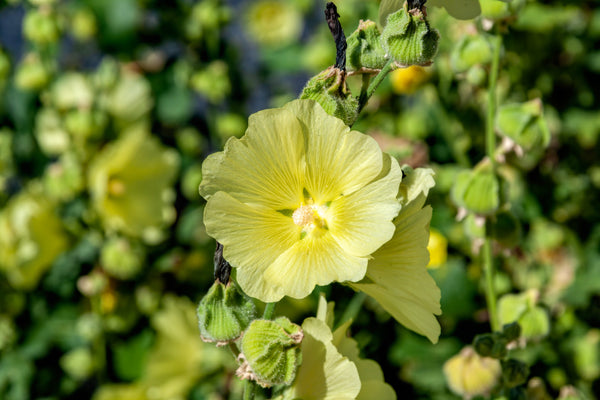 Yellow Hollyhock Seeds