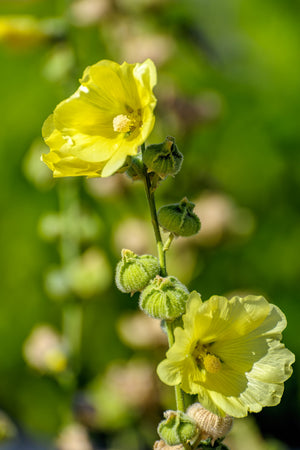 Yellow Hollyhock Seeds