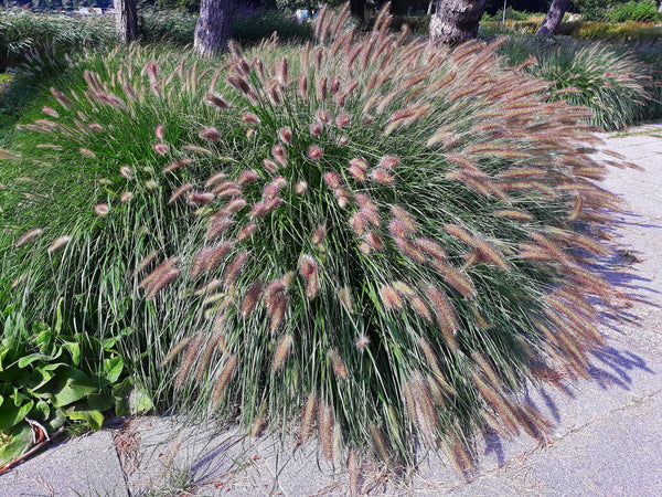 Chinese Fountain Grass Seeds