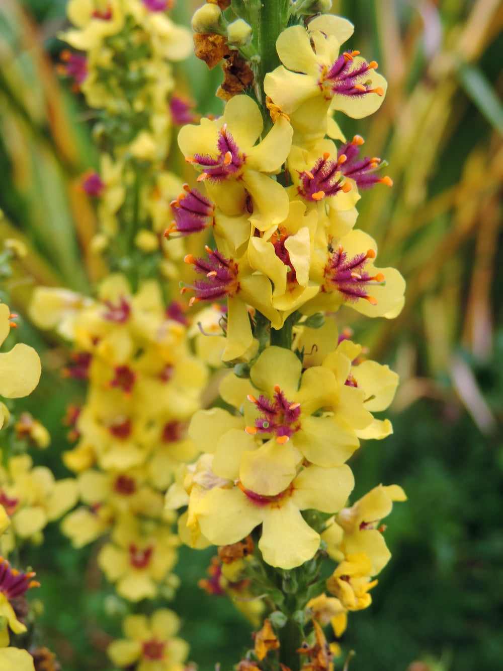 Yellow Verbascum Seeds