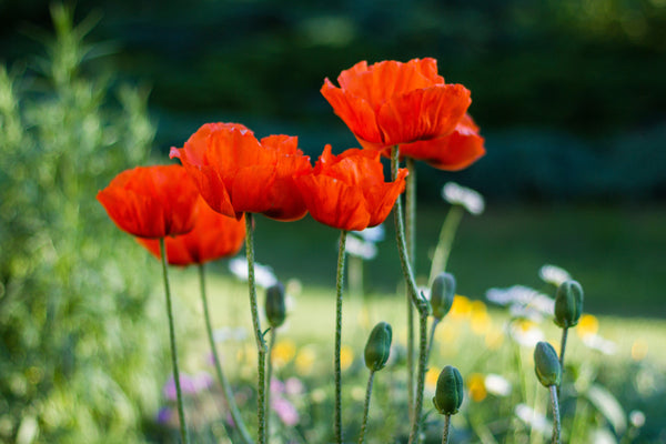 Oriental Poppy Beauty of Livermere Seeds