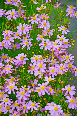 American Dream Coreopsis Seeds