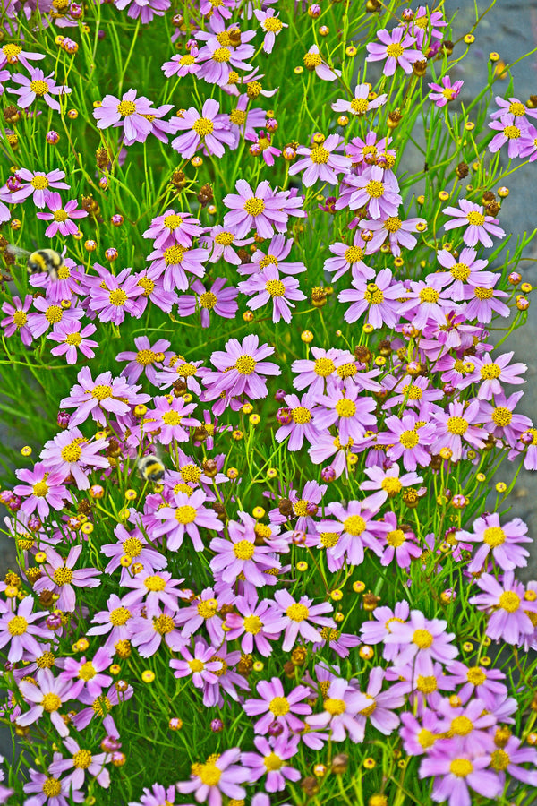 American Dream Coreopsis Seeds
