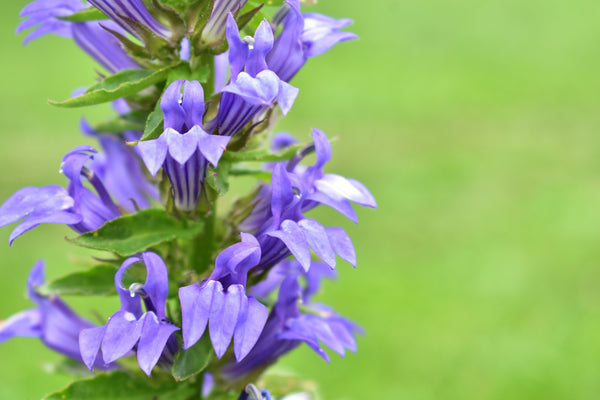 Great Blue Lobelia Seeds