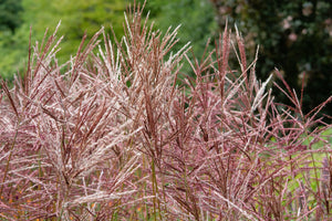 Red Maiden Grass Seeds