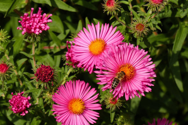 Pink New England Aster Seeds