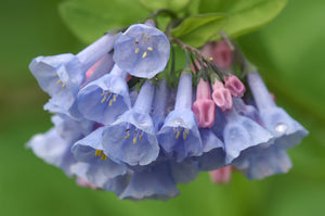 Virginia Bluebells Seeds